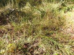 Macrozamia pauli-guilielmi