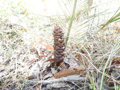 Macrozamia pauli-guilielmi