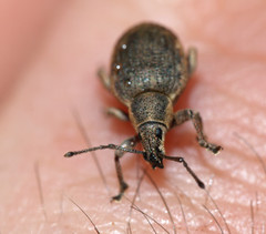 Peritelus sphaeroides