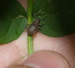 Peritelus sphaeroides