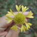 Gaillardia aestivalis flavovirens - Photo 由 Andy Newman 所上傳的 (c) Andy Newman，保留部份權利CC BY-NC