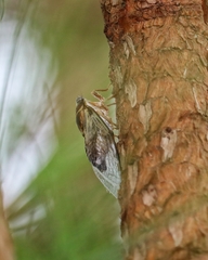 Diceroprocta viridifascia
