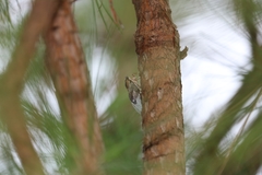 Diceroprocta viridifascia