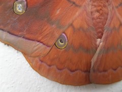 Antheraea frithi