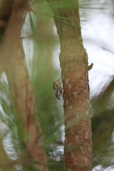 Diceroprocta viridifascia