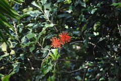 Stenocarpus sinuatus