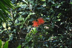 Stenocarpus sinuatus