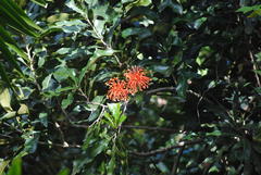 Stenocarpus sinuatus