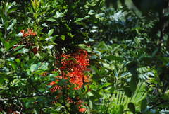 Stenocarpus sinuatus