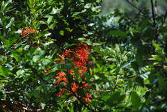 Stenocarpus sinuatus