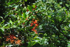 Stenocarpus sinuatus