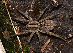 Schizocosa malitiosa