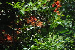 Stenocarpus sinuatus