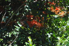 Stenocarpus sinuatus