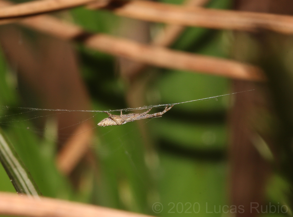 Sybota atlantica