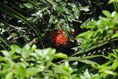 Stenocarpus sinuatus