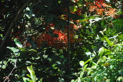 Stenocarpus sinuatus