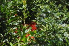 Stenocarpus sinuatus