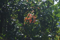 Stenocarpus sinuatus