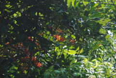 Stenocarpus sinuatus