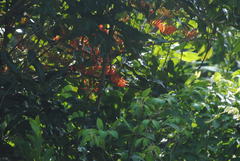 Stenocarpus sinuatus