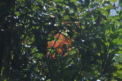 Stenocarpus sinuatus