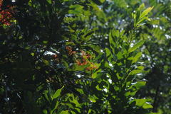 Stenocarpus sinuatus