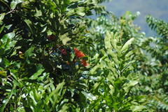 Stenocarpus sinuatus