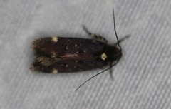 Chionodes argentipunctella