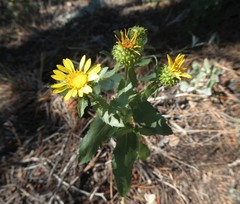 Grindelia subalpina