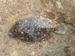 Pseudorhombus arsius