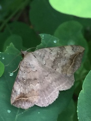 Blasticorhinus unduligera