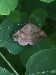 Blasticorhinus unduligera