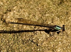 Argia tibialis