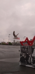 Larus crassirostris