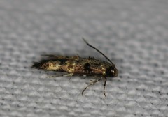 Walshia miscecolorella