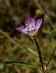 Clarkia amoena caurina
