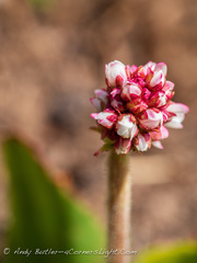 Micranthes rhomboidea