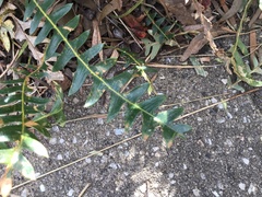 Banksia blechnifolia