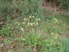 Cyperus entrerianus