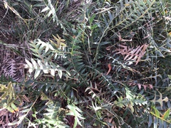 Banksia blechnifolia