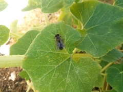 Apis mellifera