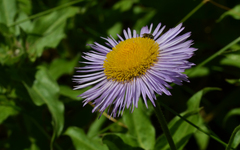 Erigeron aliceae