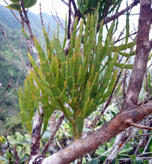 Korthalsella complanata