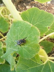 Apis mellifera