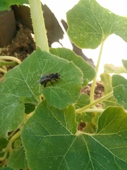 Apis mellifera
