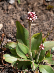 Micranthes rhomboidea