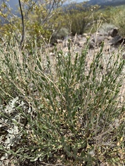 Menodora
