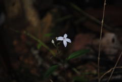 Pseuderanthemum variabile
