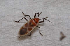 Physopelta albofasciata